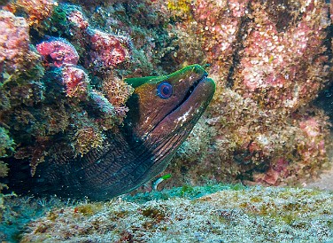 Kauai-055 The second South shore dive of the afternoon was at Brennecke's Ledge. Here is a Giant Moray peeking out.