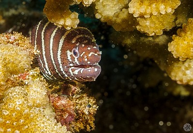 Kauai-059 Zebra Moray