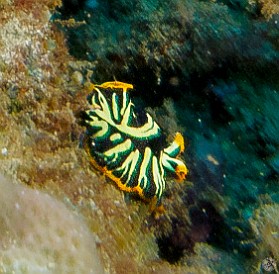 Kauai-071 A Divided Flatworm