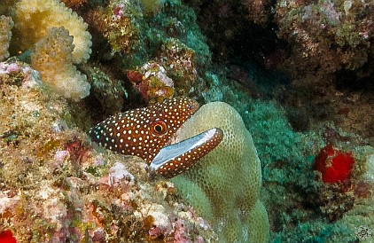 Kauai-076 A Whitemouth Moray at Brennecke's Ledge