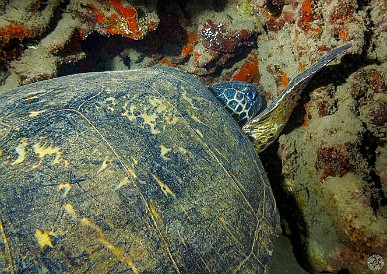 Kauai-158 It was several days later before the North Shore cleared up enough to go diving at Tunnels. A sea turtle taking a nap on the reef.