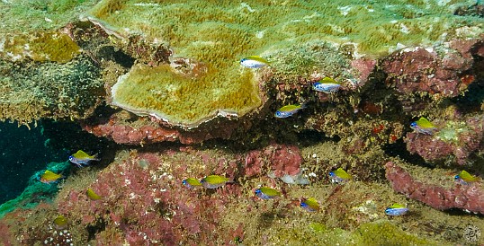 Kauai-173 Juveniles cruising the reef