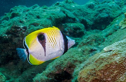 Kauai-183 Teardrop Butterflyfish, named for the shape of the black marking on their sides.