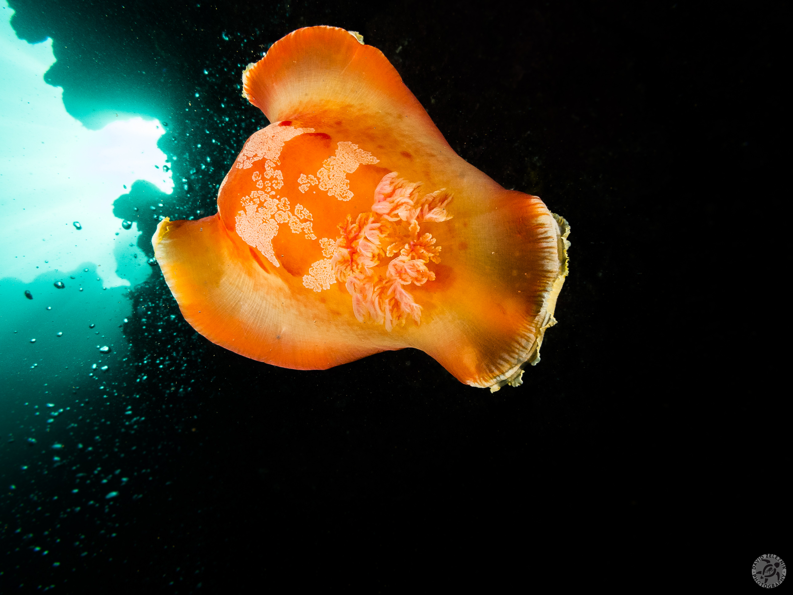 This Spanish Dancer nudibranch was swimming to a new resting spot and at well over 4 inches across, was one of the largest I've encountered