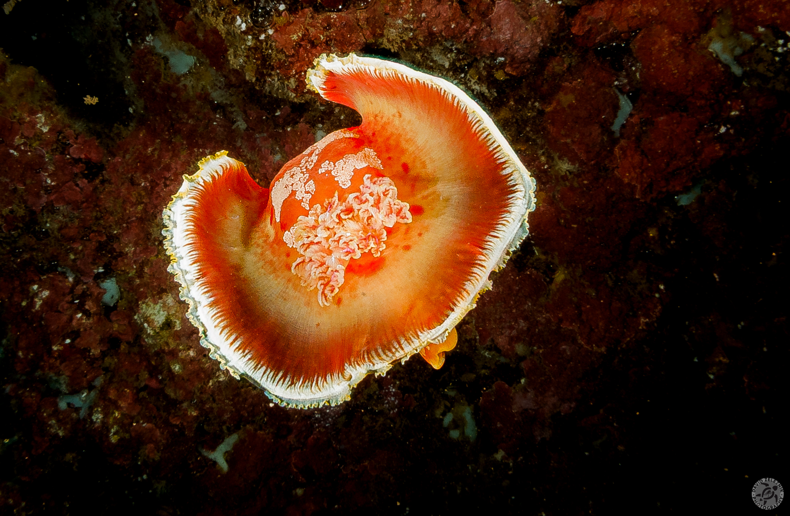 Spanish Dancer nudibranch