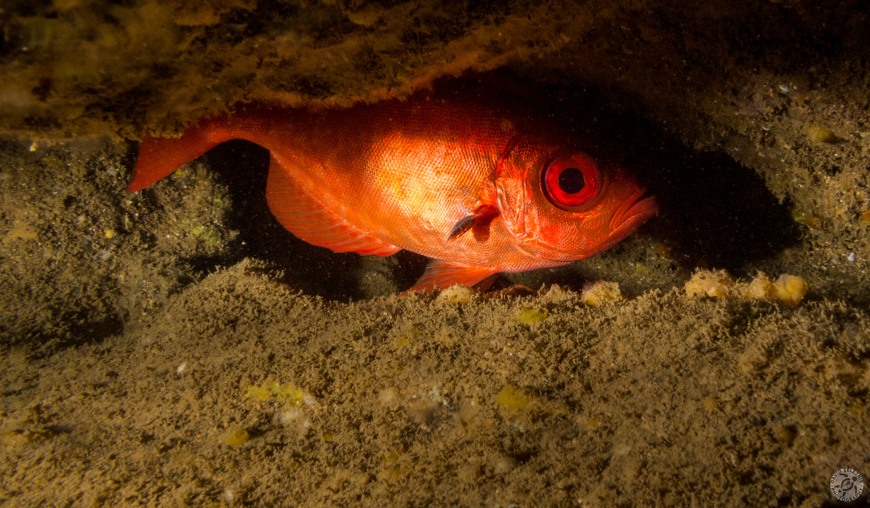 Squirrelfish<br/><small>Tunnels Reef, Kauai</small>