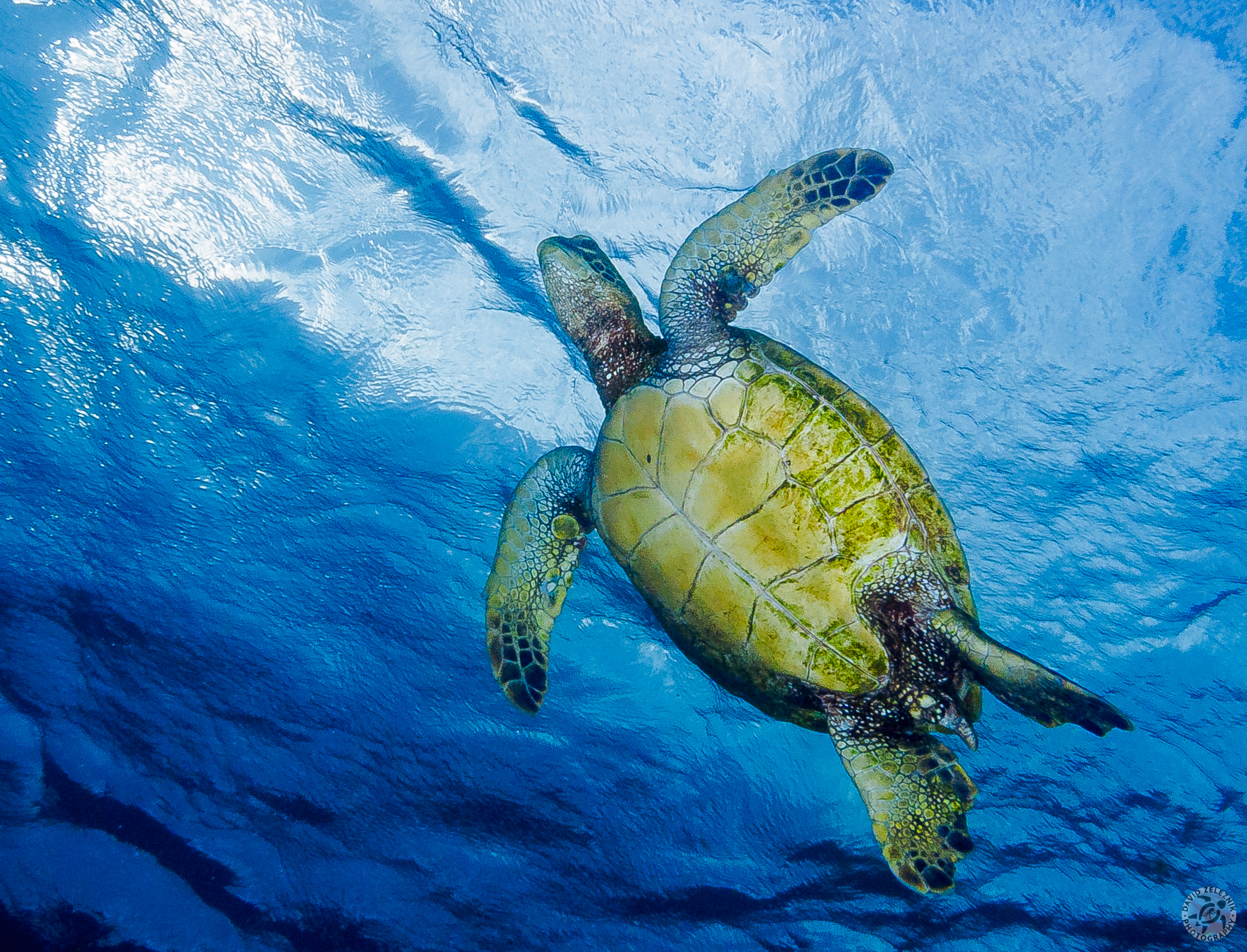It's time for this Honu to surface