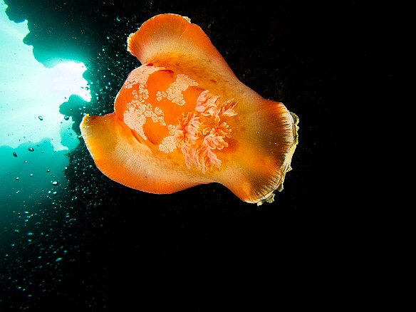 First day of diving at Tunnels and we saw the largest Spanish Dancer nudibranch I have ever encountered, well over 4 inches across. May 15, 2012 9:47 AM : 7 Day Nature Challenge, Diving, Instagram, Kauai, Tunnels Inner Reef