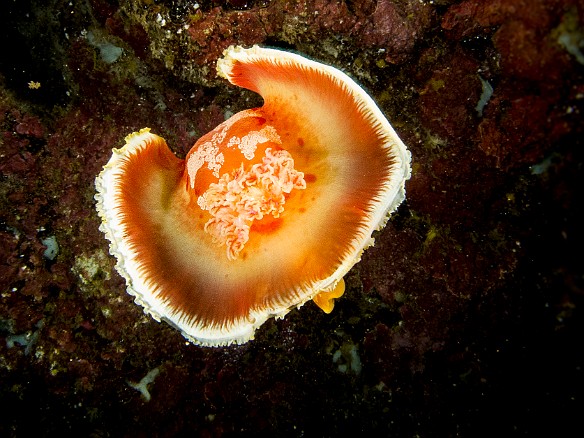 Spanish Dancer nudibranch May 15, 2012 9:48 AM : Diving, Tunnels Inner Reef, animal, gastropod, gastropoda, hexabranchidae, hexabranchus sanguineus, mollusca, mollusk, nudibranch, nudibranchia, spanish dancer