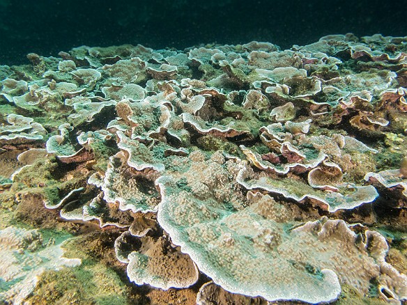 A huge array of plate coral May 15, 2012 11:20 AM : Diving, Kauai, Tunnels Outer Reef