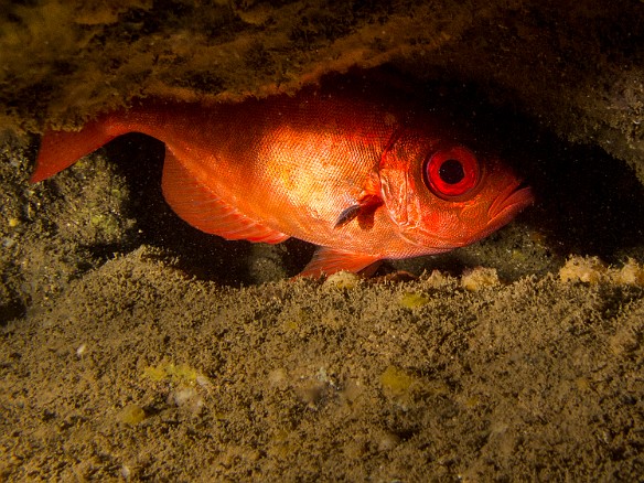 Squirrelfish hiding out in a small nook May 15, 2012 11:46 AM : Diving, Kauai, Tunnels Outer Reef, squirrelfish