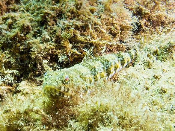 Reef Lizardfish May 15, 2012 11:49 AM : Diving, Tunnels Outer Reef, animal, aulopiformes, bony fish, fish, lizardfish, osteichthyes, synodontidae
