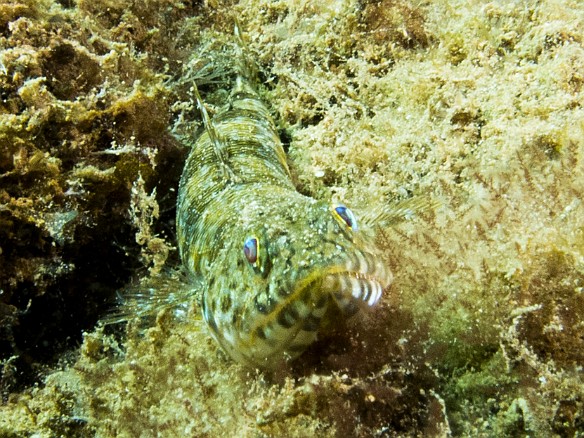 May 15, 2012 11:49 AM : Diving, Tunnels Outer Reef, animal, aulopiformes, bony fish, fish, lizardfish, osteichthyes, synodontidae