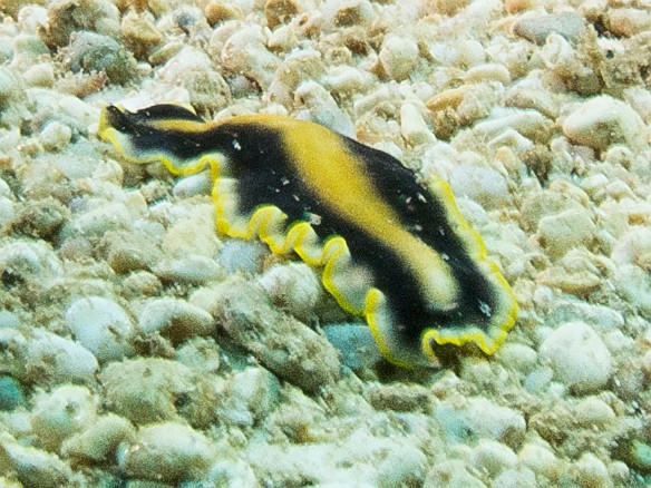Friday morning dives at Tunnels started out finding this Goldrim Flatworm on the sandy bottom May 18, 2012 8:50 AM : Diving, Tunnels Inner Reef, animal, flatworm, goldrim flatworm, marine Flatworm, platyhelminthes, polycladida, pseudoceros paralaticlavus
