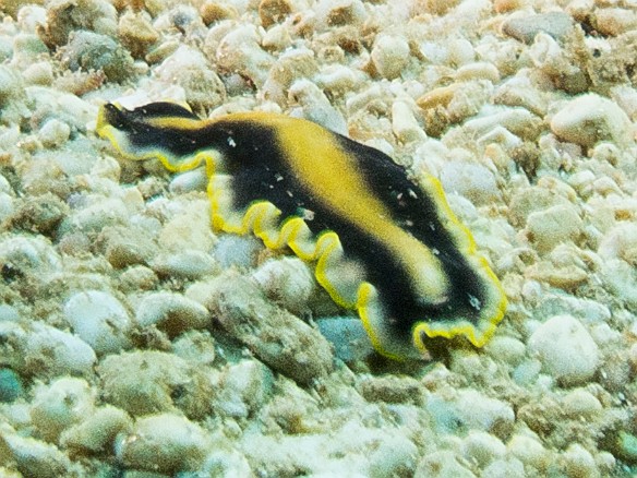 Friday morning dives at Tunnels started out finding this Goldrim Flatworm on the sandy bottom May 18, 2012 8:50 AM : Diving, Kauai, Tunnels Inner Reef