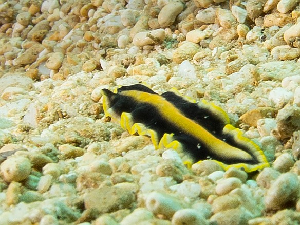 May 18, 2012 8:51 AM : Diving, Tunnels Inner Reef, animal, flatworm, goldrim flatworm, marine Flatworm, platyhelminthes, polycladida, pseudoceros paralaticlavus