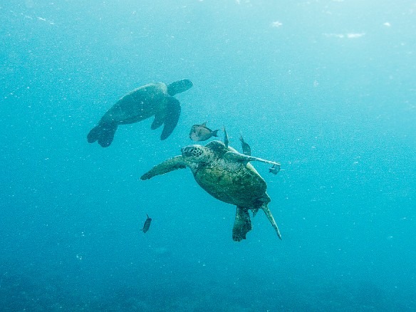 Turtle cleaning station on top of the Tunnels reef May 18, 2012 9:08 AM : Diving, Tunnels Inner Reef, honu, turtle
