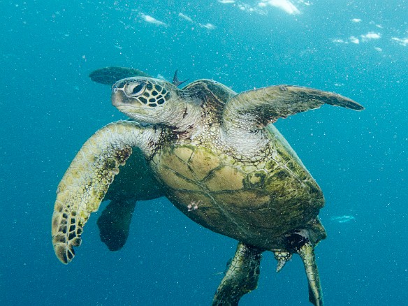 The turtles hang motionless as the fish pick algae and debris from their bodies May 18, 2012 9:08 AM : Diving, Tunnels Inner Reef, animal, chelonia mydas, cheloniidae, hawaiian green sea turtle, honu, reptile, reptilia, sea turtle, testudines, turtle