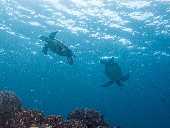 May 18, 2012 9:10 AM : Diving, Tunnels Inner Reef, animal, chelonia mydas, cheloniidae, hawaiian green sea turtle, honu, reptile, reptilia, sea turtle, testudines, turtle