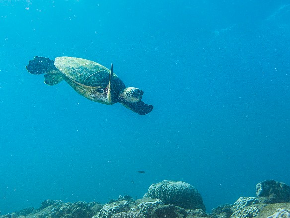 May 18, 2012 9:11 AM : Diving, Tunnels Inner Reef, animal, chelonia mydas, cheloniidae, hawaiian green sea turtle, honu, reptile, reptilia, sea turtle, testudines, turtle