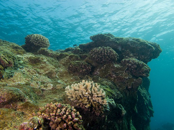 The reefs are volcanic in nature and don't have the vibrant soft corals that you see in the Caribbean May 18, 2012 9:13 AM : Diving, Kauai, Tunnels Inner Reef