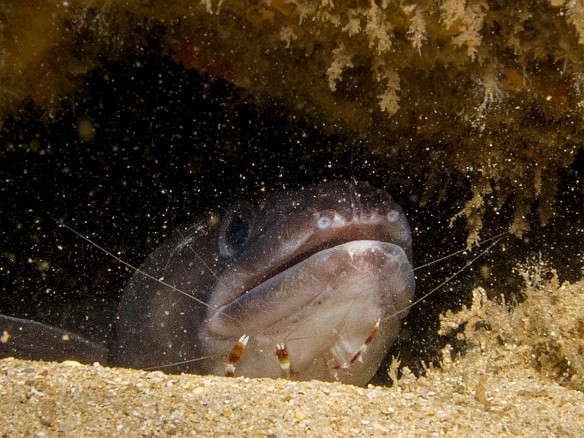 Hawaiian Conger Eel being attended by several cleaner shrimp. Unusual for the daytime since congers are typically nocturnal. May 18, 2012 11:02 AM : Diving, Kauai, Tunnels Outer Reef