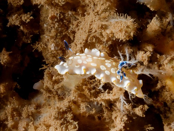 Really cool, a Tom Smith's nudibranch May 18, 2012 11:03 AM : Diving, Enhanced, Super Resolution, Tunnels Outer Reef, animal, ardeadoris tomsmithi, chromodorid, chromodorididae, gastropod, gastropoda, mollusca, mollusk, nudibranch, nudibranchia, tom smith's nudibranch