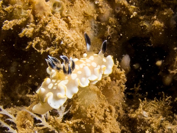 May 18, 2012 11:04 AM : Diving, Tunnels Outer Reef, animal, ardeadoris tomsmithi, chromodorid, chromodorididae, gastropod, gastropoda, mollusca, mollusk, nudibranch, nudibranchia, tom smith's nudibranch