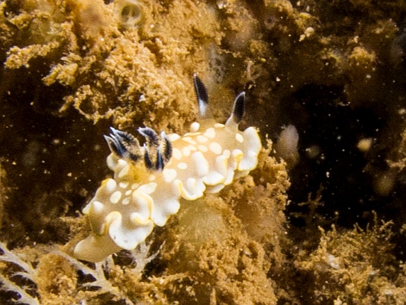 May 18, 2012 11:04 AM : Diving, Kauai, Tunnels Outer Reef