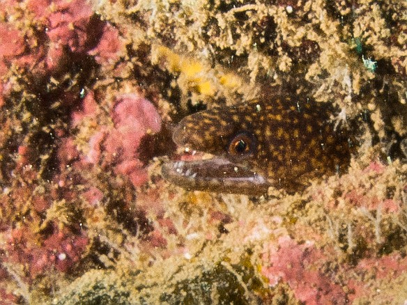 Stout Moray peeking out May 18, 2012 11:20 AM : Diving, Tunnels Outer Reef, anguilliformes, animal, bony fish, eel, fish, moray, muraenidae, osteichthyes