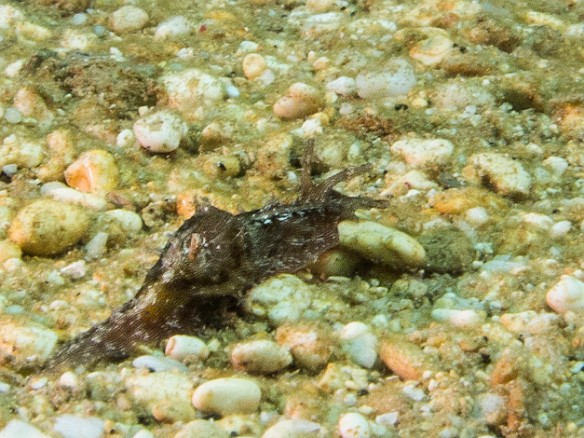 As we were coming up at the end of our dive, I noticed this Lined Sea Hare (kind of a slug) on the shallow bottom May 18, 2012 11:42 AM : Diving, Tunnels Outer Reef, animal, aplysiida, gastropod, gastropoda, mollusca, mollusk, sea hare