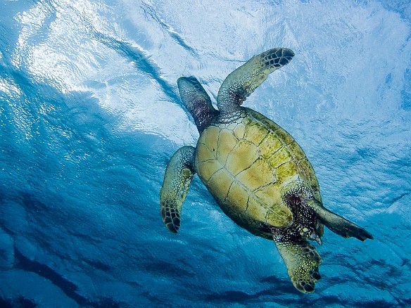 My third day of diving at Tunnels started with close encounters of the terrapin kind May 22, 2012 9:19 AM : Diving, Instagram, Kauai, Tunnels Inner Reef, honu, turtle