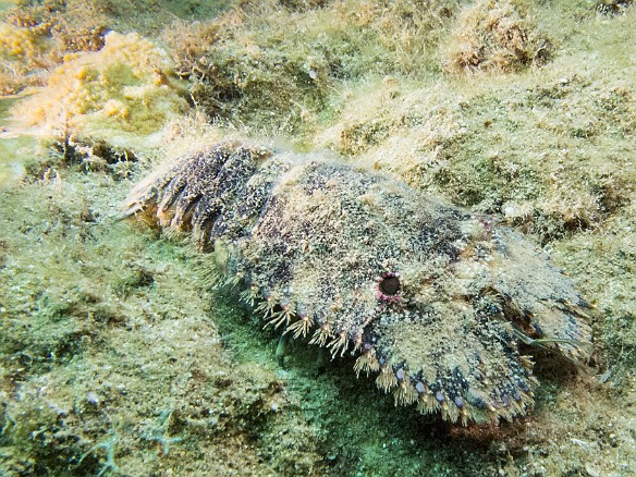 Slipper Lobster May 22, 2012 9:45 AM : Diving, Tunnels Inner Reef, animal, arthropod, arthropoda, crustacea, crustacean, decapod, decapoda, lobster