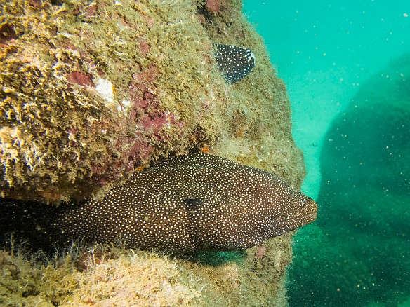 Whitemouth Moray at Tunnels May 22, 2012 11:14 AM : Diving, Tunnels Outer Reef, anguilliformes, animal, bony fish, eel, fish, moray, muraenidae, osteichthyes
