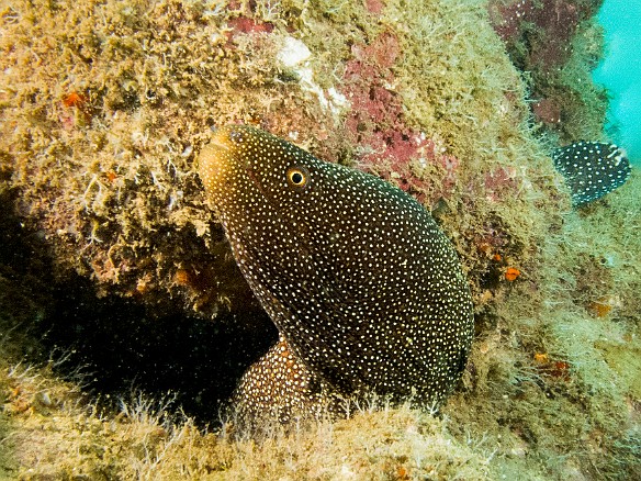 Whitemouth Moray May 22, 2012 11:14 AM : Diving, Kauai, Tunnels Outer Reef