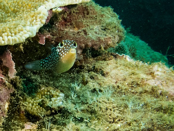 Juvenile Spotted Boxfish May 22, 2012 11:21 AM : Diving, Tunnels Outer Reef, animal, bony fish, fish, osteichthyes, ostraciidae, ostracion meleagris, ostraciontidae, spotted boxfish, tetraodontiformes