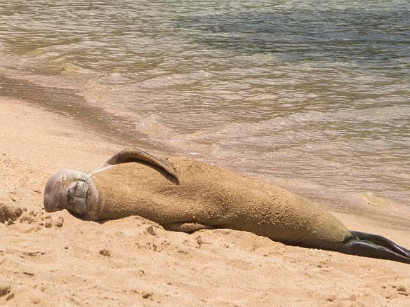 May 22, 2012 12:08 PM : Diving, Tunnels Outer Reef, animal, hawaiian monk seal, mammal, mammalia, neomonachus schauinslandi, pinniped, pinnipedia, seal