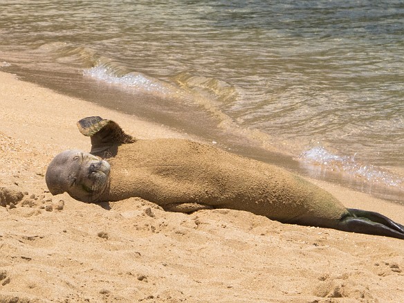 May 22, 2012 12:08 PM : Diving, Tunnels Outer Reef, animal, hawaiian monk seal, mammal, mammalia, neomonachus schauinslandi, pinniped, pinnipedia, seal