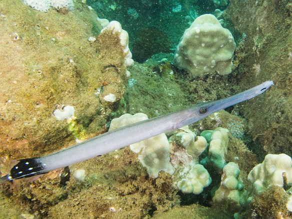 Pacific Trumpetfish May 23, 2012 2:19 PM : Diving, Koloa Landing, animal, bony fish, fish, osteichthyes, trumpetfish