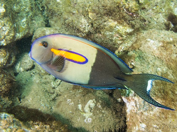 Orangeband Surgeonfish are very common May 23, 2012 2:25 PM : Diving, Koloa Landing, acanthuridae, acanthuriformes, acanthurus olivaceus, animal, bony fish, fish, orange-band surgeonfish, osteichthyes