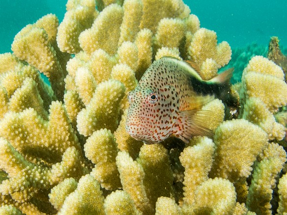 Blackside Hawkfish May 23, 2012 2:34 PM : Diving, Kauai, Koloa Landing