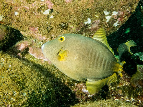 Barred Filefish May 23, 2012 2:48 PM : Diving, Koloa Landing, animal, barred filefish, bony fish, cantherhines dumerilii, filefish, fish, monacanthidae, osteichthyes, tetraodontiformes