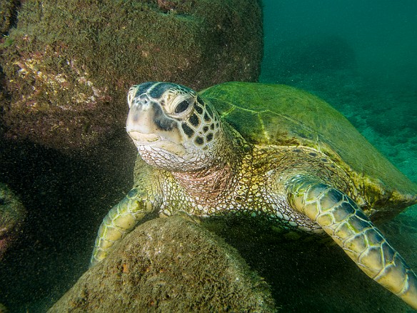 Hawaiian Green Sea Turtle (Honu) May 23, 2012 2:58 PM : Diving, Koloa Landing, animal, chelonia mydas, cheloniidae, hawaiian green sea turtle, honu, reptile, reptilia, sea turtle, testudines, turtle