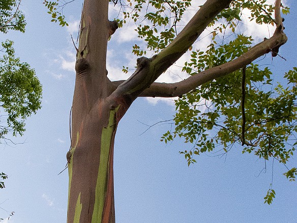 Rainbow Eucalyptus trees May 19, 2012 5:54 PM : Kauai