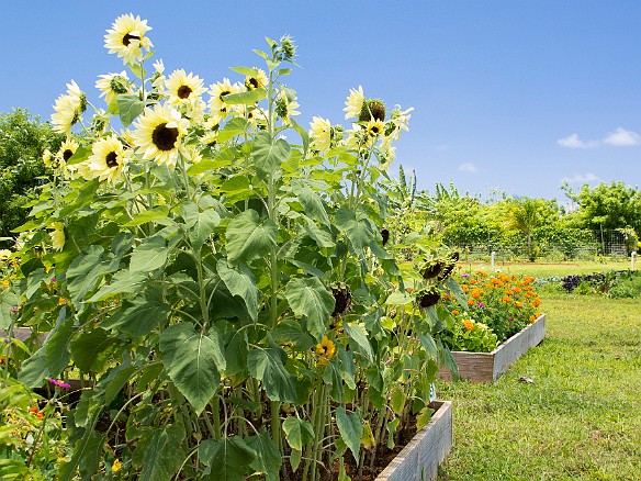 The gardens are unbelievably maintained. Despite the laid-back persona of the staff, this place is operated immaculately and methodically. May 20, 2012 12:19 PM