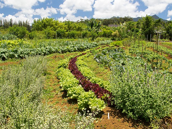 One of the vegetable gardens. The curved rows and arrangement of the plantings were all done for specific reasons. May 20, 2012 12:30 PM