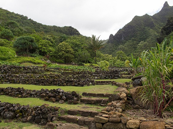 Leading up from the visitor center are ancient terraced taro fields. The rock walls are 700 years old built by the ancient Hawaiians that settled in the valley. May 24, 2012 2:38 PM
