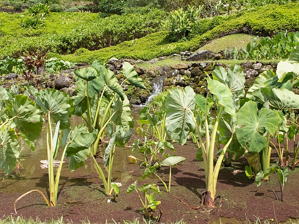 The taro ponds are irrigated by streams descending from the upper valley through a series of cleverly designed diversion ditches. May 24, 2012 2:43 PM