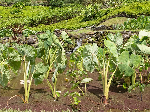 The taro ponds are irrigated by streams descending from the upper valley through a series of cleverly designed diversion ditches. May 24, 2012 2:43 PM : Kauai