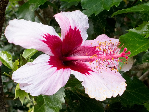 Hibiscus May 24, 2012 3:09 PM : Kauai